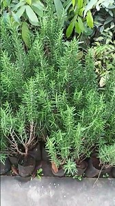Rosemary Plants Collection | Nursery Visit 🌿