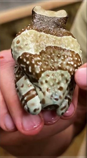 This Milk Frog has some of the coolest patterns I've ever seen! 😍🐸