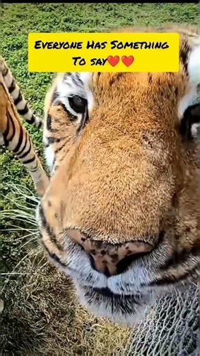 Cute Tigers Sounds #wildlife