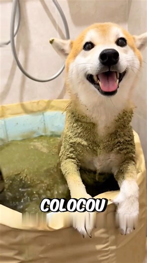 The cats LOVED the smell! #funfacts #amazing #animal #cats