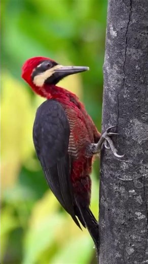 Mind Blowing Facts About Woodpeckers #facts #wildlife #unique #animals #nature #animalfacts