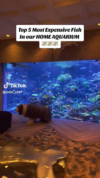 The most EXPENSIVE exotic fish in our 17,000 gallon Home Aquarium. From least to most expensive. #homeaquarium #exoticfish #tropicalfishtank #reeftank #expensivefish #saltwaterreef #aquariumhobby #rarefishcollection