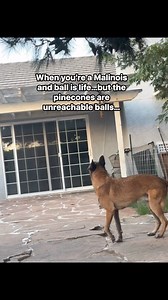 When I say they’re the smartest most stupid dog in existence…I mean it. They’re literally like crazy little cracked out cartoon characters. I’ve never met a Mal that doesn’t have a PERSONALITY 😂Freaking adore this guy so much.....#dogtrainer #belgianmalinois #malinois #mal #crazydog #funnydog #stupid #derp #dog #ballislife #malinoislovers #puppy #focus #dedicated #alignedk9 | Aligned K9