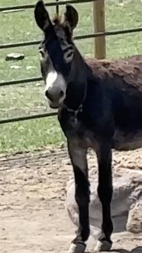 This is True for People and Wild Burros