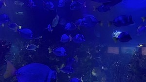 El azul profundo está en el Acuario Inbursa. 💙 La puerta al mar en la CDMX los espera con las aletas abiertas. 🐟🐠 📲 Anticipa tu visita en www.acuarioinbursa.com.mx 🔹 Contamos con todas las medidas de seguridad sanitaria. El uso de cubrebocas es indispensable. | Acuario Inbursa