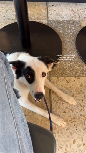 Understanding Rage Syndrome in Dogs: Maddie and Leo Case