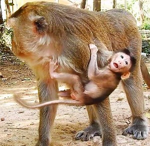 Poor Young Hybrid Mom Doesn't know How To Nurse Her Newborn Baby Monkey | Monkey Daily TV