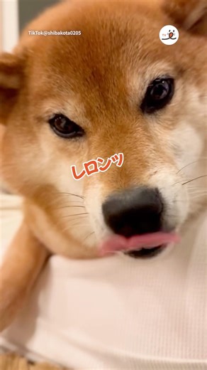 A Shiba Inu repeatedly makes a "Leronn" sound while talking | PECO