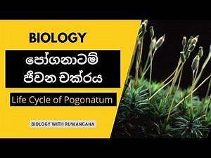 life cycle of Pogonatum