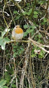 28K views · 2.5K reactions | Rio the Robin looking beautiful chilling in her favourite tree 李 #birdssinging #singingbirds #songbird #birdsong #birdsongs #robin #robins #birdlife #naturelife #wildlife #nature #wildlifelovers #naturelovers #birdlovers #animallovers #birds #wildlifephotography #naturereels #europeanrobin #birdreels #birdwhisperer #robinbird #wildlifereels #animals #animallovers #wildlifelover #naturelover | The Robin Whisperer | Facebook