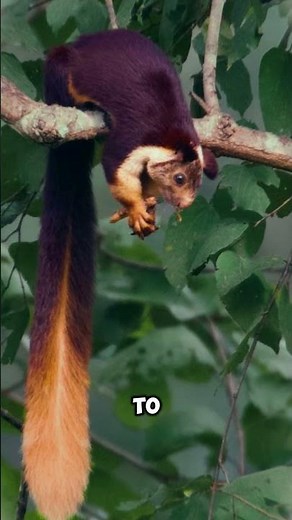 🐿️ Meet the Giant Indian Squirrel – Forest’s Star! 🌳