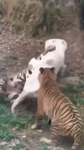 383K views · 2.1K reactions | Two Tigers Fighting in the Wild  #WildlifeBattle #AnimalBehavior #NatureDocumentary #TigerFight | Tribeni Online | Facebook