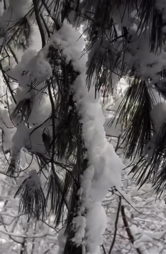 Hello 2026! Brooklyn’s Backyard is ready for new adventures, new traditions and new ways to enjoy the outdoors. What’s your Prospect Park resolution? More picnics? More birding? More miles? More quiet moments? Drop it below. Big thanks to Instagram user thepresentfamily for sharing the Prospect Park magic. | Prospect Park