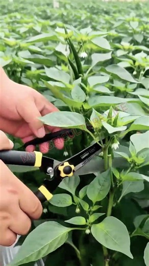 Pruning Greenhouse Chili Peppers! 🌶️