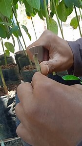 41K views · 529 reactions | Grafting fruit tree & plant care #gardening #fruit_grafting | GardeningFruit | Facebook