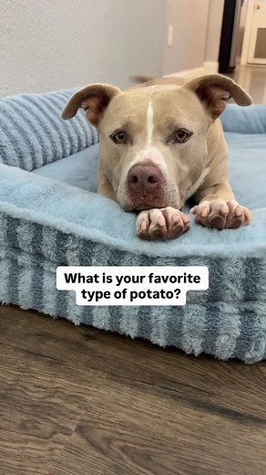 21K views · 15K reactions | What is your favorite type of potato? #pitbull #pitbullsofinstagram #adoptdontshop #dogsofinstagram #cutedogs #pitbulls #pittiesofinstagram #dogs | Smuckersthepitbull | Facebook