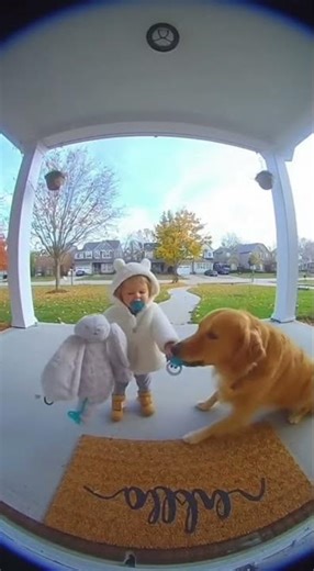 🐶🍼 Dog Returns Toddler’s Pacifier — Caught on Doorbell Camera!