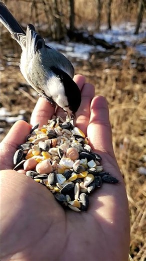Tiny Wild Bird Eats Seeds Straight from My Hand with Trust 🐦🌿