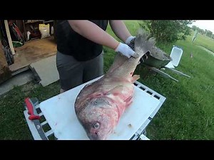 Freshwater drum/Sheepshead fillet and cook Poor mans shrimp