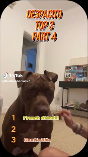 You Won’t Believe These Dogs Dancing to Despacito! 🤯🐶🎶 | Part 4” #pets #funny #petsrule