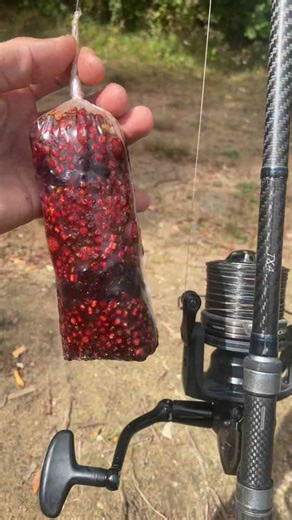 Carp rig montage for successful fishing sessions
