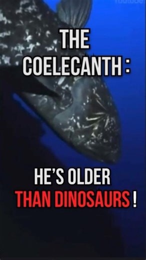 Coelacanth: The Living Fossil of the Deep 🌊🐟 | The Prehistoric Survivor