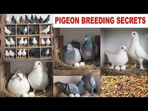 Pigeon Breeding Guide | How to Care for Your Breeding Pair & Eggs