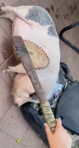 And the Oscar goes to Penny! #pig #funny #asmr