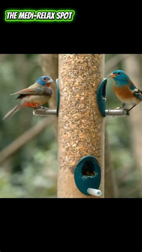Nature’s Calm: Birds Feeding + Relaxing Sounds for Instant Stress Relief