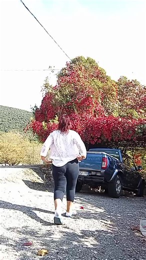 Βίντεο χρήστη Maria Albania (@maria.albania0) με μουσική Originalton - wwe_great