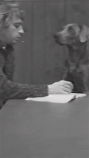 William Wegman: Spelling Lesson, 1973-74