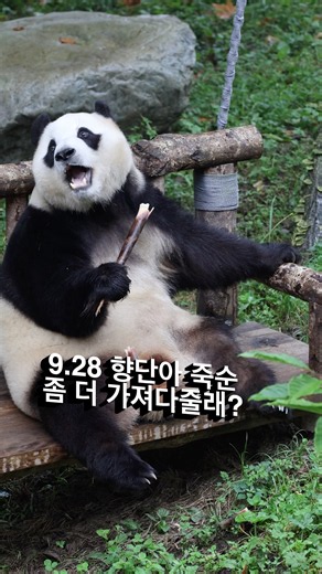 9.28 푸춘향 "향단아 죽순 좀 더 가져다줄래?" #fubao #푸바오 #에세이삼촌