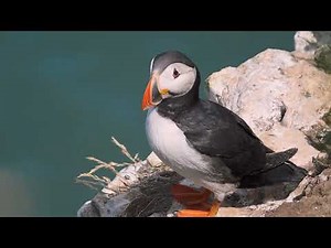 RSPB Bempton Cliffs 2022 featuring Puffins and the Northern Gannet