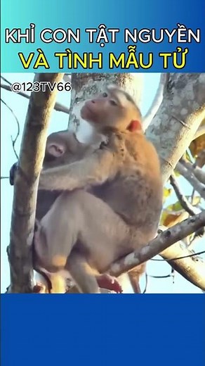 The Crippled Baby Monkey: Sacred Motherly Love @123TV66