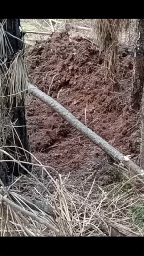 1.6K views · 25 reactions | Simple Survival Camping Tips for Nature Lovers (Part 2) #WildernessRetreat #SurvivalCamping #MinimalistCamping #WildernessSurvival #SimpleShelter #NaturesHaven #survival #offgrid #overlanding #camping #bushcraft #prepper #survivalist #homesteading #bushcrafting #bushcrafters #reels2023 | Camping Food Adventures | Facebook