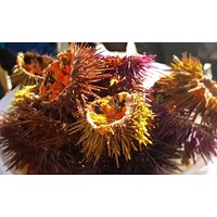 La Erizada : Spanish Reading practice - Kwiziq Spanish