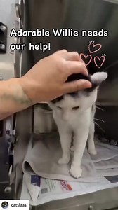 1.4K views · 62 reactions | Adopted!  Meet Willie! 殺This adorable...