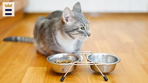Best grain-free cat food