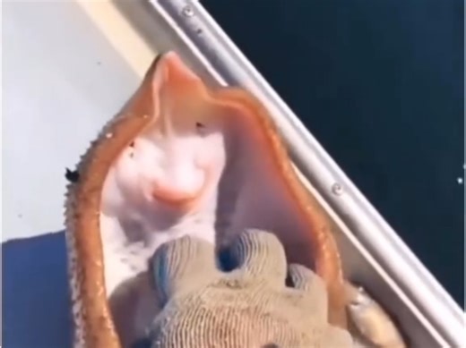 【每日一遍，防止抑郁】不要笑挑战，67%的人坚持不到最后 Memememememememememememememememememememememes梗集#211