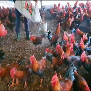699K views · 10K reactions | AMAZING FARM Raising feeding nearly 10 thousand hungry Chicken and Rooster | Adrian Harris | Facebook