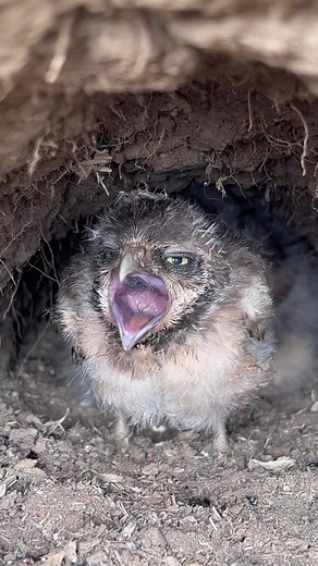 Matt Poole on TikTok