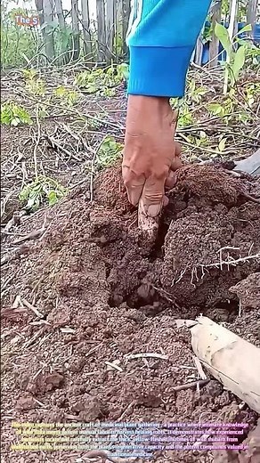 Watch a Skilled Forager Extract Wild Rhubarb Roots from Rich Forest Soil! 🌿⛏️↓