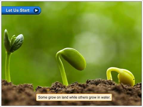 My Green World | Class 2