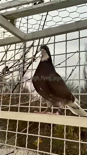 جوجه گرگی کاکلی اصیل ایرانی | Gorgi Kakoli Pigeon Chick | فرخ حمام غورجي كاكولي