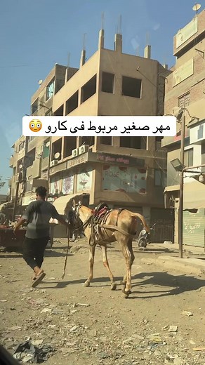مهر صغير مربوط فى كارو: لحظات مدهشة ومؤثرة