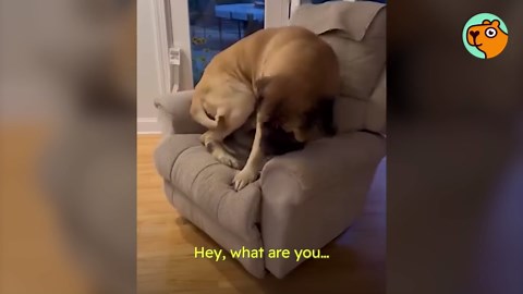 This giant mastiff acts like a baby - and teams up with his tiny brother