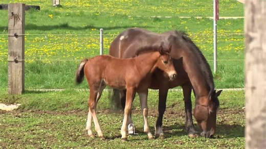 Le Franches-Montagnes, un cheval soigneusement sélectionné - Couleurs d'été - Play RTS
