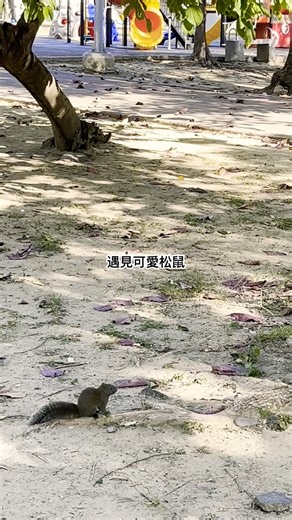遇見可愛松鼠😍 #美景 #旅行 #松鼠 #台南 #文聖公園 #旅遊 #travel #trip #taiwan #tainan