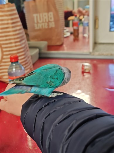 #Inséparable #Oiseaux