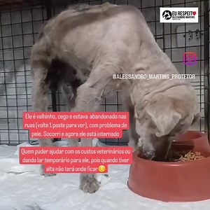 Ele é velhinho, cego e estava abandonado nas ruas (volte 1 poste para ver), com problema de pele. Socorri e agora ele está internado Quem puder ajudar com os custos veterinários ou dando lar temporário para ele, pois quando tiver alta não terá onde ficar😔 | Alessandro Martins